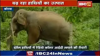 Korba News Chhattisgarh : दंतैल हाथियों में Radio Caller ID लगाने की तैयारी | Surguja से पहुंची Team