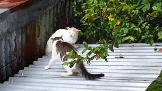Three cats fighting in the roof