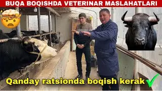 Mol boqishda veterinar maslahati: Ko‘pchilik qiladigan xatolar va to‘g‘ri yo‘l