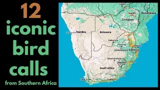 12 ICONIC BIRD CALLS from Southern Africa