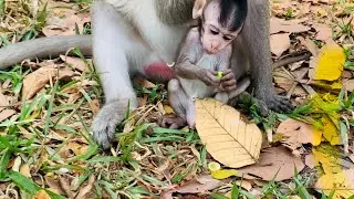 Cute Baby Monkey Eating Lotus Fruit 🐒🌸