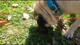 Tchai the pug smelling flowers