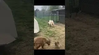 Best Funny Seen Goat VS Rooster  🐐🐔 #shorts #goat #rooster