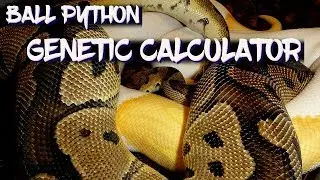 Ball Python Genetic Calculator