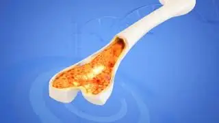 Prezentacja BioMarine