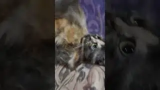 kucing kimi #kucing mati tanggal 31 april 2025