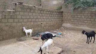 Bakre aur bakriyon ki video dekhiae