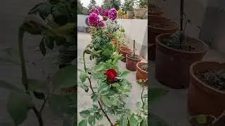 🌹The black rose of our garden. #subscribe #flower #rose #like #shortreels