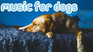 11 HOURS of Deep Sleep Music for Dogs! Pet Therapy Music for Anxiety!