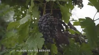 Chufly Wine Tasting Events