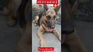 jindgi majak Bana Rakhi hai yar #pets #memes #trending#youtubeshorts