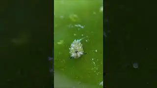Tiny Shaun the Sheep seaslug having lunch at Puerto Galera, Philippines #ocean #scuba #underwater