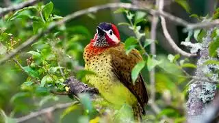Las aves en Antioquia
