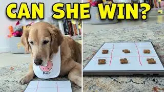 Can My Golden Retriever Beat Me at Tic Tac Toe?