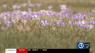 Spring allergy season is underway