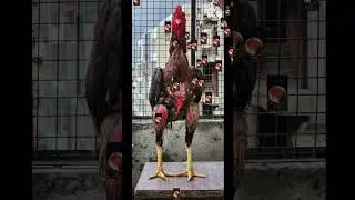 gold #maid@ assil@ lovebar#like # #rooster #chicken #bird @