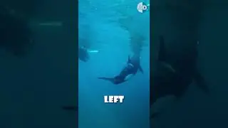 Героическая защита матери-горбатки от косаток не сработала! #животные #косатка