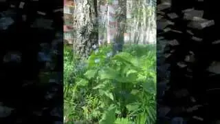 Драгоценные растения Сибири. Бруннера