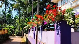 Bougainvillea, 🌞🌞🌞🌞🌞, November 2025