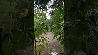 Suasana sore di jalan desa yang asri | suara alam Gunungkidul #pedesaan #nature