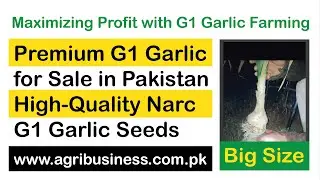 G1 garlic | Premium G1 Garlic for Sale in Pakistan | High-Quality Narc G1 Garlic Farming | G1 price