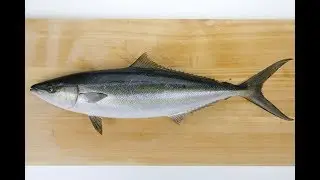 ツムブリのさばき方 How to fillet a  Rainbow runner .