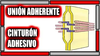 UNIÓN ADHERENTE / CINTURÓN ADHESIVO - UNA EXPLICACIÓN SENCILLA❤
