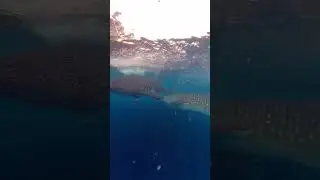 Watch full video here ⬆️⬆️⬆️  #travel #whaleshark #whalesharks #whalesharkwatching