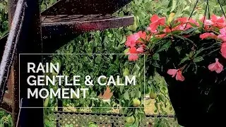 RAIN Sound Gentle Effect Short - CALM - SLOW LIVING MOMENT - ASMR