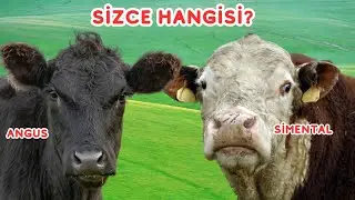 Angus mu Simental mi? Aynı Yem, Farklı K&acirc;r | Ger&ccedil;ek Besi Hesabı