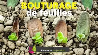 BOUTURAGE DE FEUILLES. TOUS LES BONS CONSEILS POUR RÉUSSIR : PLANTES, TECHNIQUES, SUBSTRATS, ASTUCES