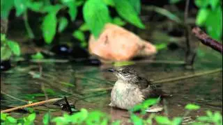 Streak-eared Bulbul (Pycnonotus blanfordi conradi)