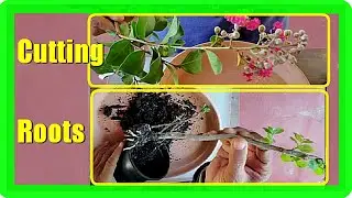 How To Grow Crepe Myrtle From Cuttings | Easy Crepe Myrtle Propagation at Home