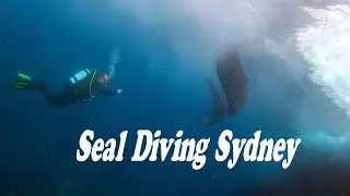 Spectacular Scuba Diving Sydney Harbour Seal Colony