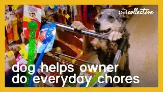 Well-Trained Dog Helps Owner Do Everyday Chores