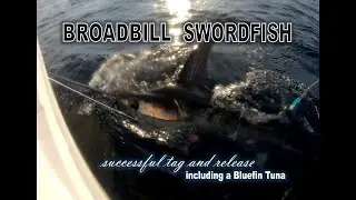 We did it! SUCCESSFUL tag & release BROADBILL SWORDFISH and bonus SOUTHERN BLUEFIN TUNA
