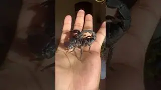 Handling All Black Scorpion