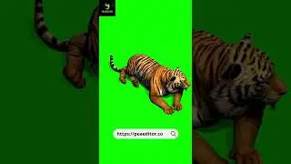 Tiger sleep green screen shot video