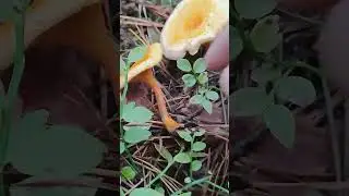 JAK NIE POMYLIĆ TEGO GRZYBA Z KURKĄ? LIS&Oacute;WKA POMARAŃCZOWA W 60 SEKUND. 🍄 #shorts