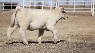 Breeding Tag NT