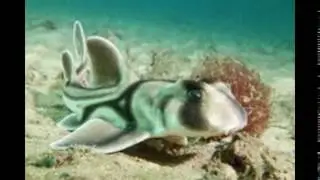 Heterodontus portusjacksoni