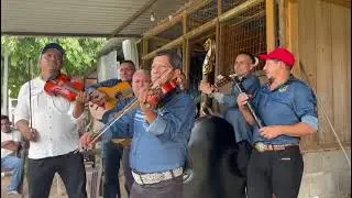 Paloma Negra - Conjunto Tentación Honduras