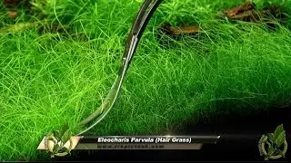 Eleocharis Parvula - Trimming