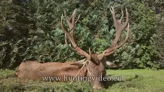 Red Stags Hunting in Hungary
