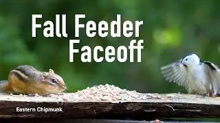 Relaxing Bird Feeding with Nature and Neighborhood Sounds | 4k60 | TV for Pets