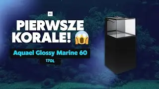 &bdquo;Rafa już żyje! 🐠 Aquael Glossy Marine &ndash; Część 2 | Zoanthusy, SPS, krewetki | Reeftime&rdquo;