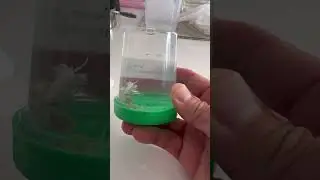 Berghia nudis