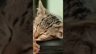 Do Animals Dream? #shorts #facts #animallover