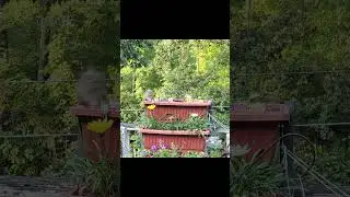 Squirrel in Flower Pot #gardening #garden #nature #summer