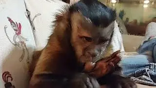 Money Changes A Monkey Says Gunner Boeh